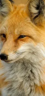 Close-up portrait of a red fox in a serene natural setting.