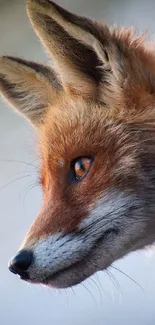 Close-up of a red fox with vibrant fur against a blurred natural background.