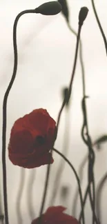 Graceful red poppy flowers with stems on a white background.