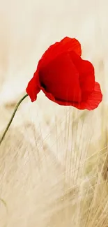 Red poppy flower in a golden field wallpaper.