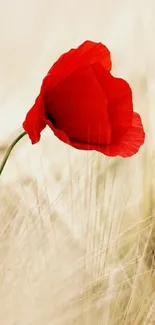 Mobile wallpaper of a red poppy on a cream background.