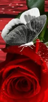 Close-up of a vibrant red rose with a black and white butterfly perched on top.