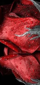 Close-up of a red rose with water droplets on petals.