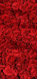 Luxurious red rose pattern wallpaper for mobile background.