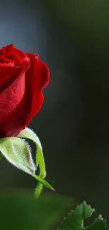 Elegant red rose bloom with green leaves.