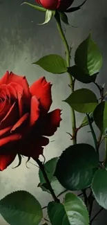 Elegant red rose bloom with lush green foliage.