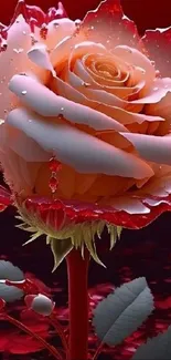 Red rose bloom with detailed petals against a dark background.