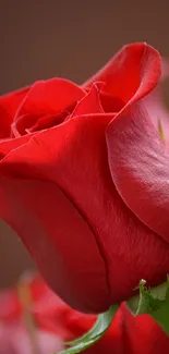 Close-up of a vibrant red rose in bloom against a blurred background.