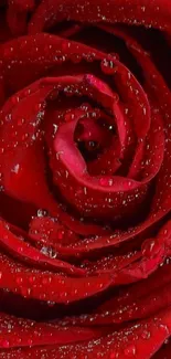 Close-up of a red rose with dewdrops on petals.