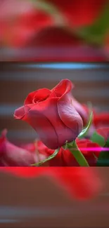 Close-up of a red rose with soft-focus background.