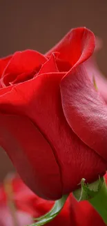 Close-up of an elegant red rose with soft petals.