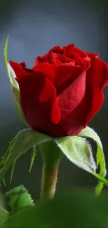 Elegant red rose with green leaves, perfect for mobile wallpaper.