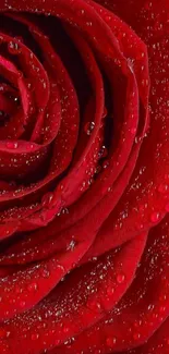 Close-up of a stunning red rose with dewdrops on its petals.