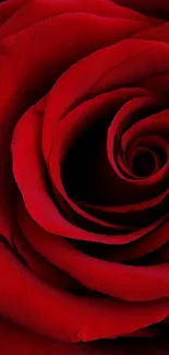 Close-up of a vibrant red rose bloom, highlighting petals.