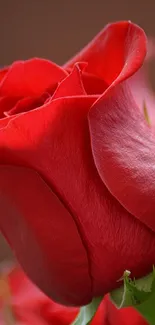 Close-up of a vibrant red rose with detailed petals.