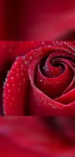 Close-up of a red rose with dewdrops, perfect for mobile wallpaper.