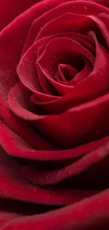 Close-up of a beautiful red rose showcasing its delicate petals.