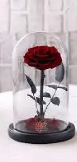 Elegant red rose under a glass dome on a soft background.