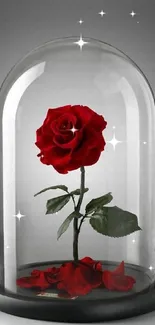 Red rose encased in a glass dome with fallen petals on white surface.