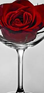 Red rose inside a glass, elegant wallpaper.