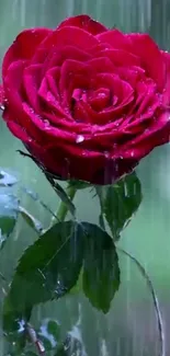 Red rose covered in rainwater in a garden.