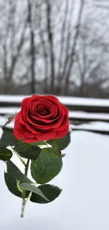 Red rose standing in fresh snow with blurred trees.