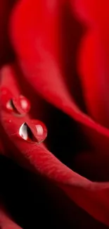 Close-up of red rose petals with dewdrops, perfect for mobile background.