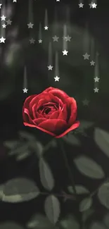 Beautiful red rose with stars on a dark background wallpaper.