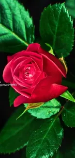 Beautiful red rose with lush green leaves.