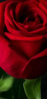 Close-up of a vibrant red rose on black background.