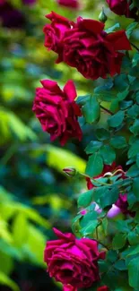 Mobile wallpaper with red roses and lush green leaves.