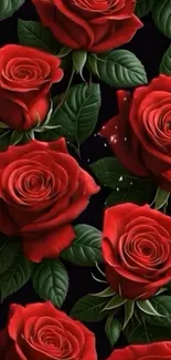 Beautiful red roses on a black background wallpaper.