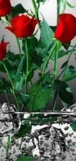 Elegant red roses with reflection on water, green leaves.