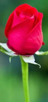 Vibrant red rose in bloom with lush green background.