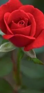 Close-up of a vibrant red rose on a green leafy background, perfect for mobile wallpaper.