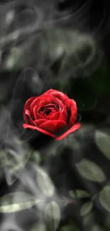 Elegant red rose amidst smoky background wallpaper.