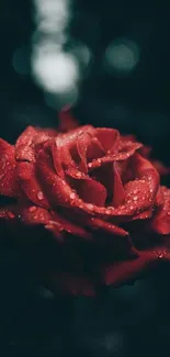 Elegant red rose with dewdrops on dark background wallpaper.