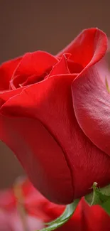 Close-up of a vibrant red rose with green leaves.