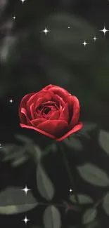 Elegant red rose with dark leaves and starry background wallpaper.