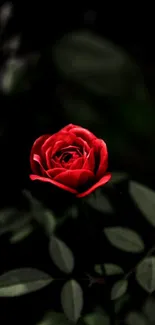 Elegant red rose on dark background mobile wallpaper.