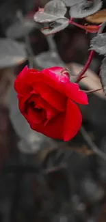 Red rose on monochrome background wallpaper