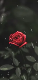 Dark aesthetic wallpaper with a vibrant red rose bloom.