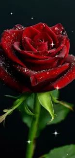 Elegant red rose on a dark background with dew drops.