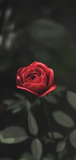 Vibrant red rose with green leaves on a dark background.