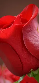 Elegant red rose with detailed petals against a soft background.