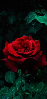 A vivid red rose with dark green leaves creates an elegant phone wallpaper.