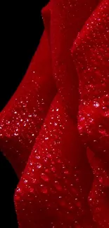 Close-up of a red rose with dewdrops on petals against a black background.