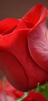 Close-up of a vibrant red rose in full bloom with detailed petals.