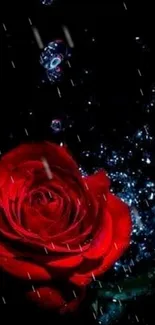 Red rose with water droplets on a dark background, elegant mobile wallpaper.