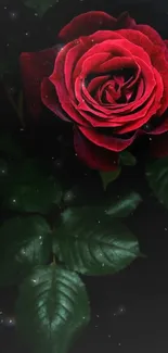 Red rose with green leaves on a dark background wallpaper.